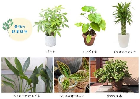 鬼門 植物|鬼門にお風呂は観葉植物で開運！おすすめ観葉植物10。